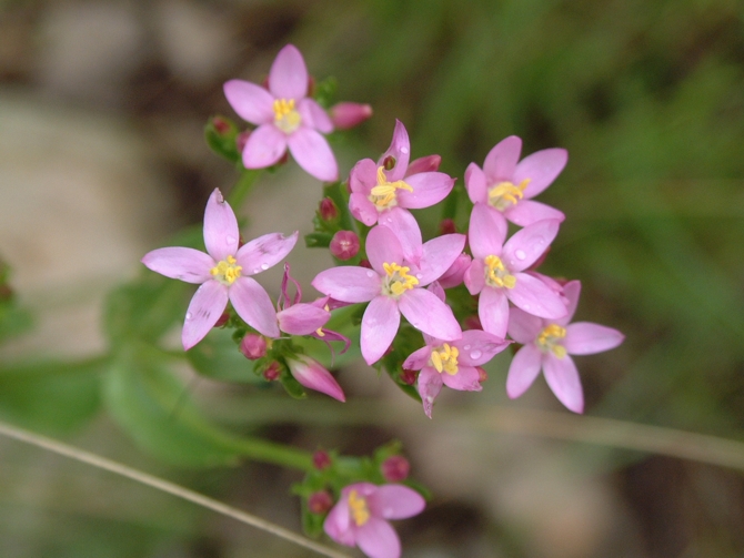 Centaurium erythraea / Centauro maggiore